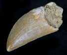 Stunning Carcharodontosaurus Tooth - Sweet Serrations #26838-2